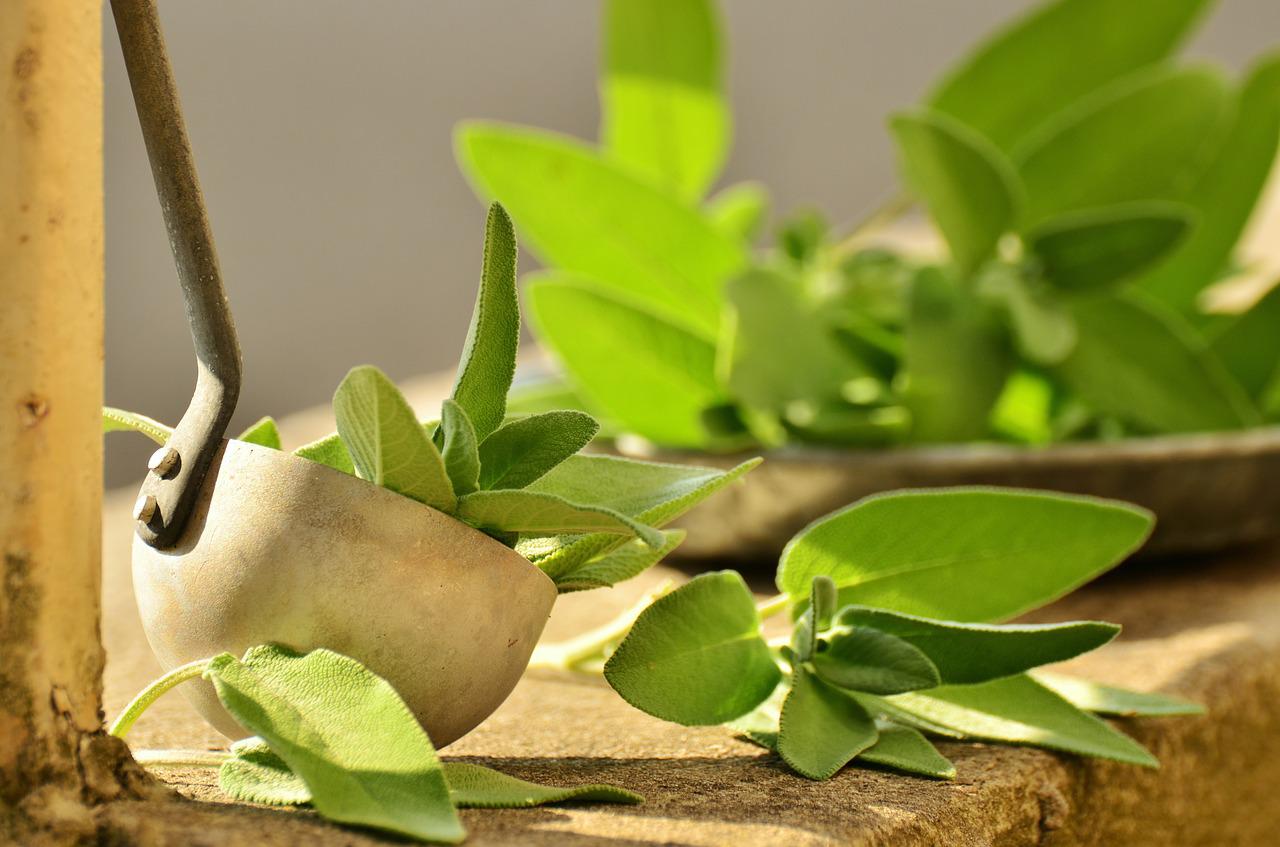 plantes médicinales